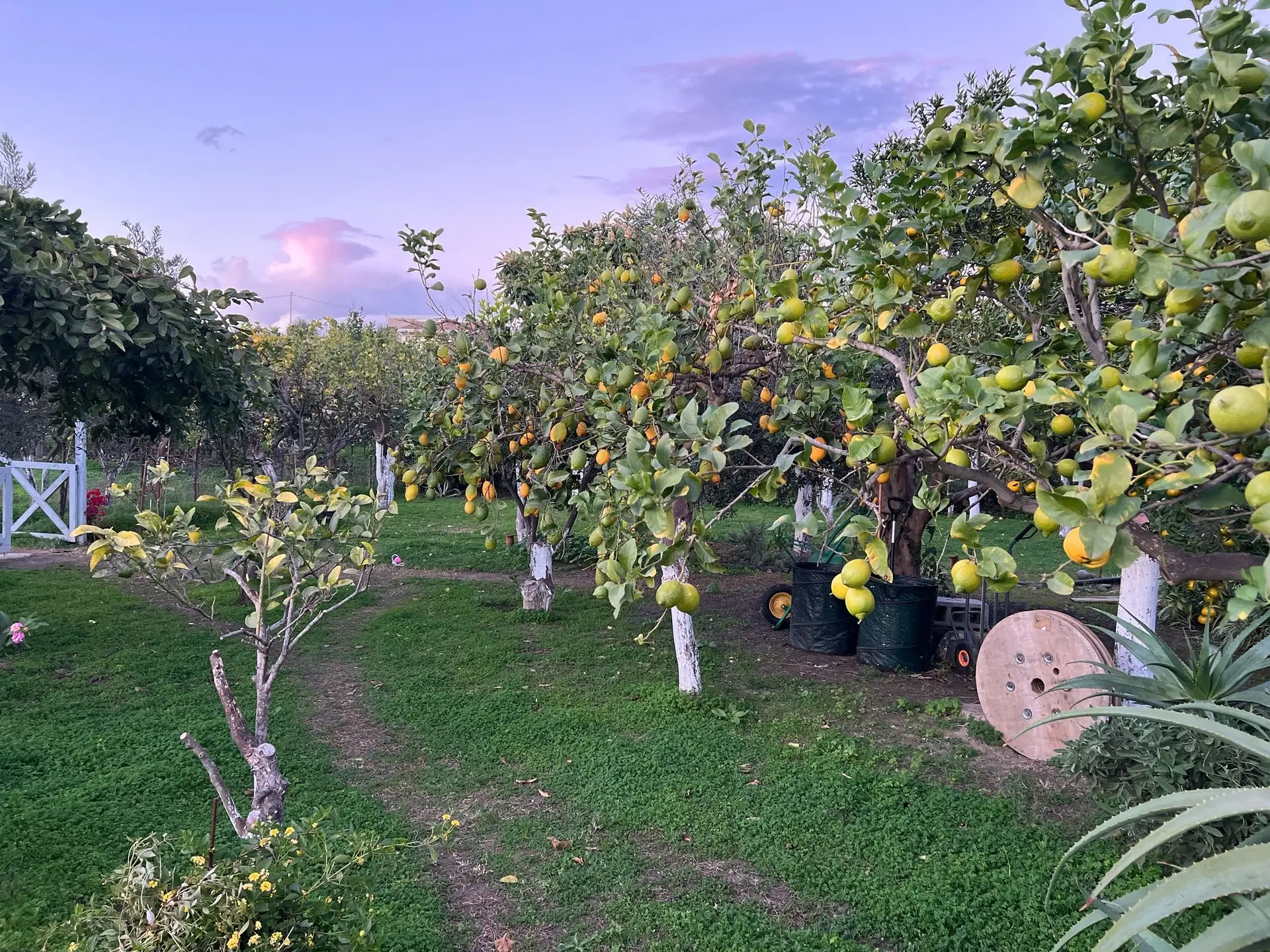 Green villa garden with lemon and olive trees at BellaLimone