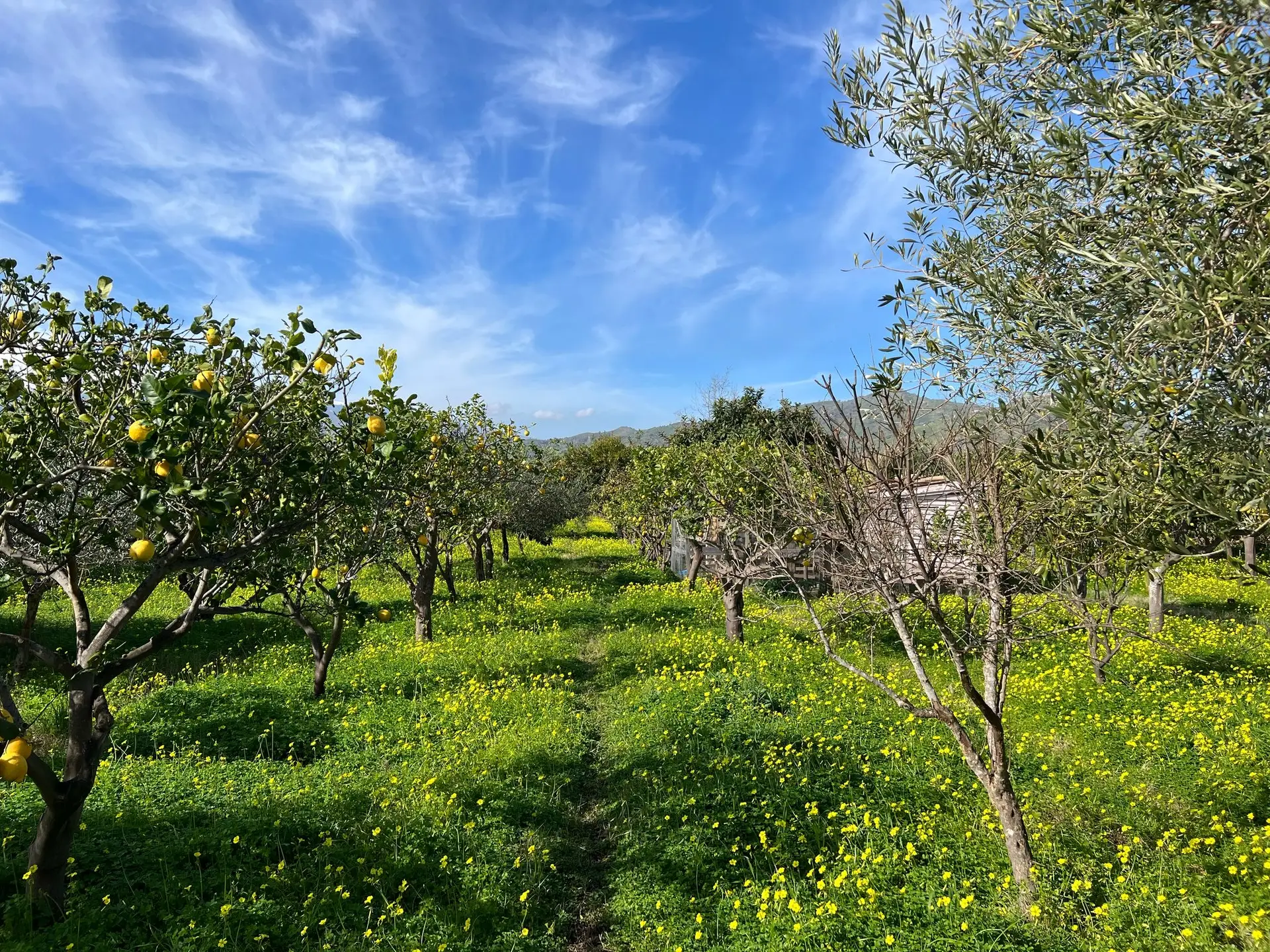 Green villa garden with lemon and olive trees at BellaLimone